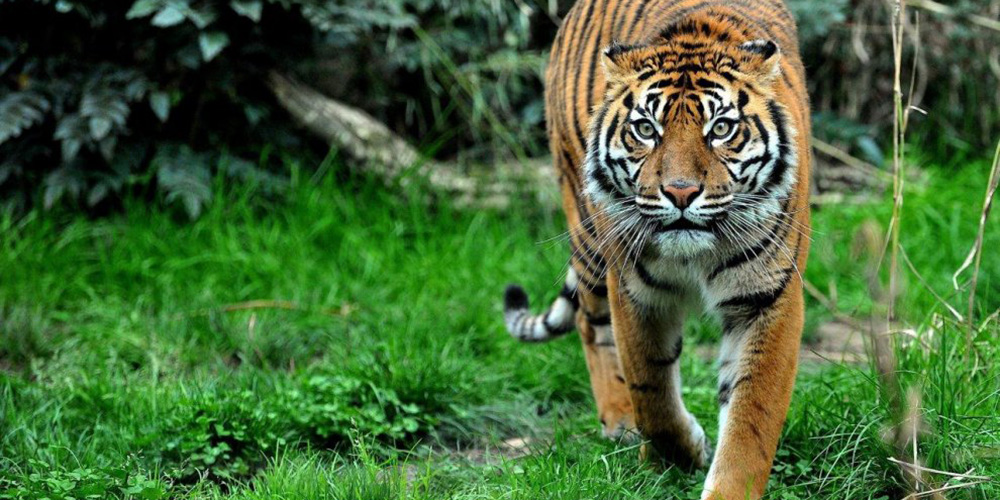 How to visit Naples Zoo info, pictures and tips visitnaples.eu