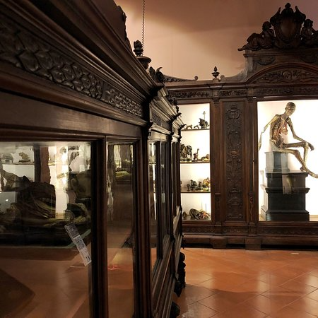 MUSA - Museo Universitario delle Scienze e delle Arti Seconda ...